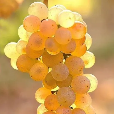 Белый виноград в Гомеле