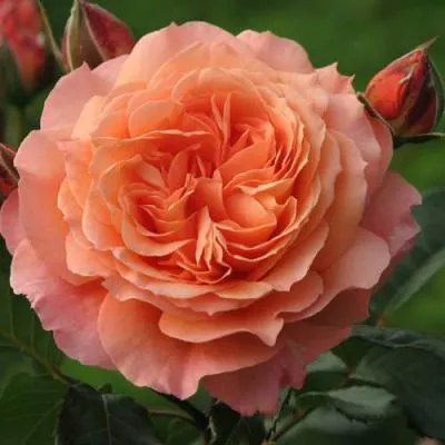 Роза шраб в Гомеле